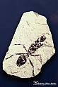 VBS_9080 - Museo Paleontologico - Asti